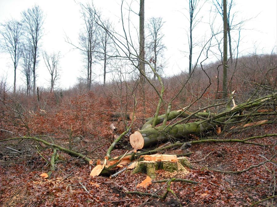Waldbrief-2014-aus-Hessen-Bild-2